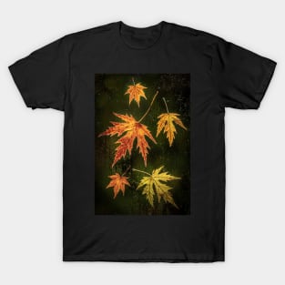 Acer Leaves on a Window with Raindrops T-Shirt